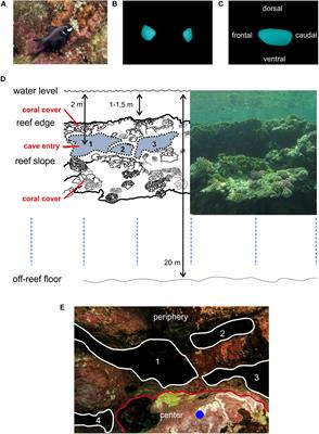 Analysis of the Territorial Aggressive Behavior of the Bioluminescent Flashlight Fish Photoblepharon steinitzi in the Red Sea